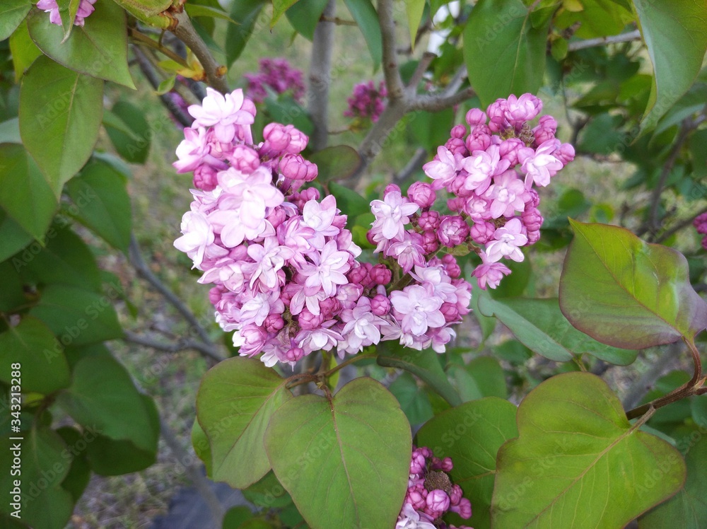lilac begins to bloom inflorescence on the bush lilac begins to bloom inflorescence on the bush