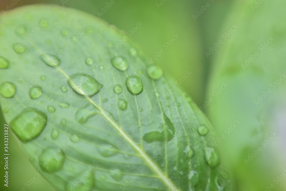 beautiful green leaf with water drops, indian monsoon beautiful green leaf with water drops, indian monsoon