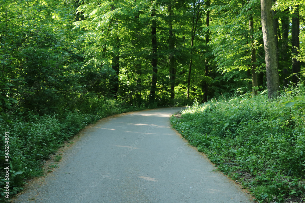 Obraz premium Forststraße