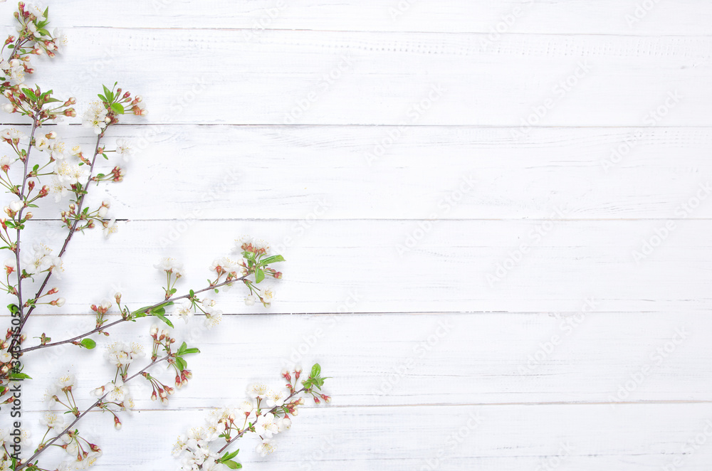 Fototapeta premium Fresh cherry blossom on white painted wooden planks. Selective focus. Copy space