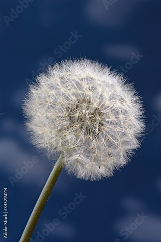 Wallpaper Mural Pusteblume vor blauem Wolkenhimmel Torontodigital.ca