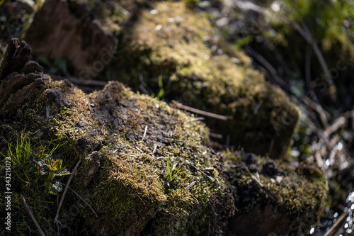 moss on stone