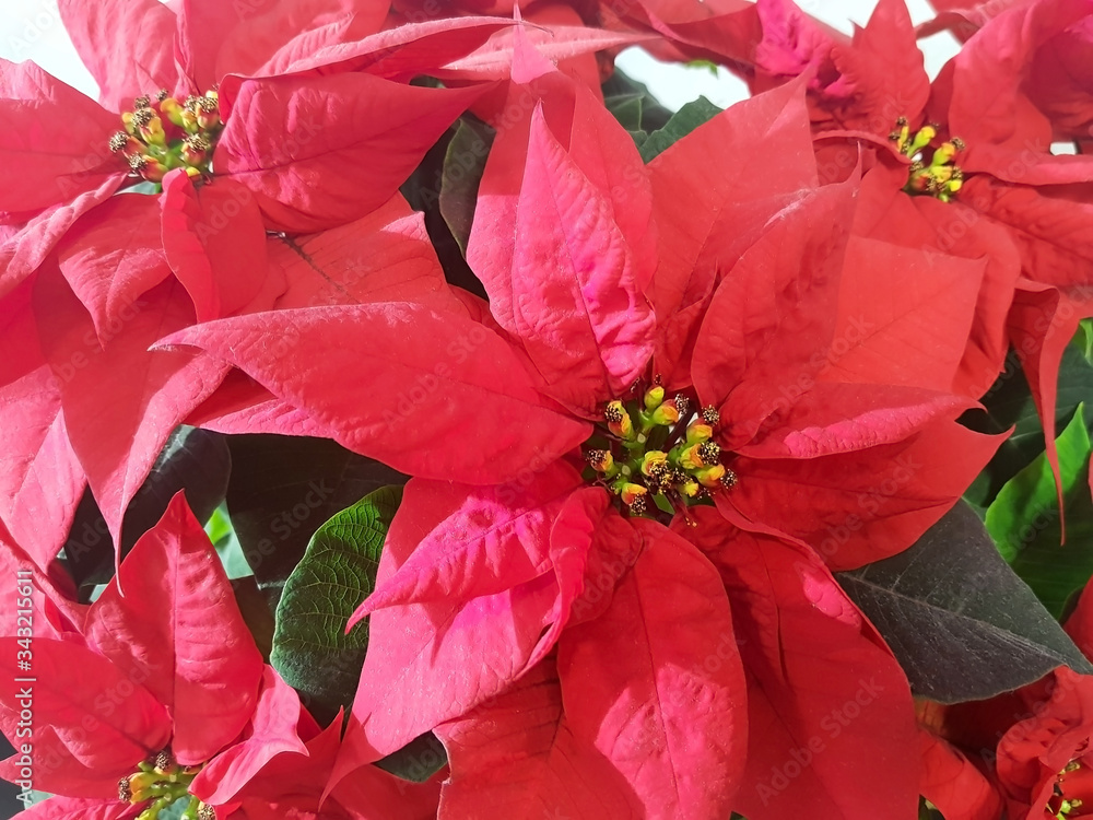 Poinsettia - red flower for Christmas holiday. Close-up of pulcherrima flower.
