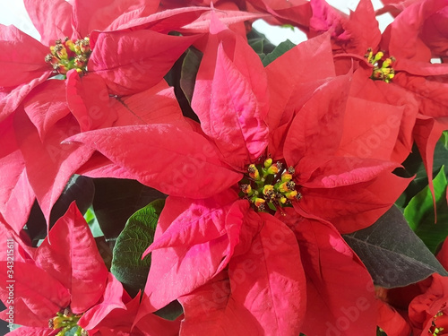 Poinsettia - red flower for Christmas holiday. Close-up of pulcherrima flower.