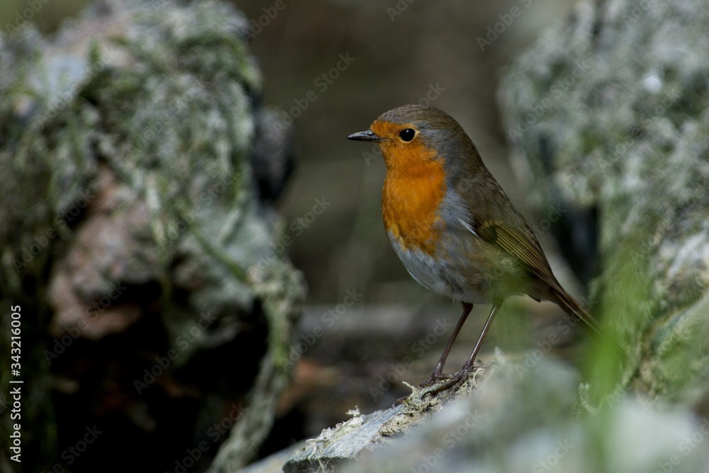 Robin in a closeup