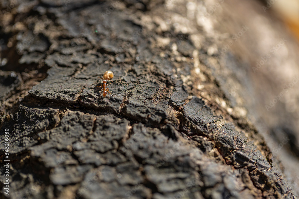 A large forest ant drags a load along the bark of an old tree A large forest ant drags a load along the bark of an old tree