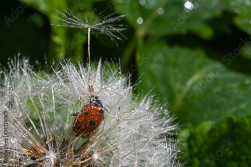 A red ladybug sits on a center of dandelion flower and trying to climb one tytka and fly away on it. Summer morning. Cute and beautiful macro for wallpaper or photo picture. On backdrop a copy space.