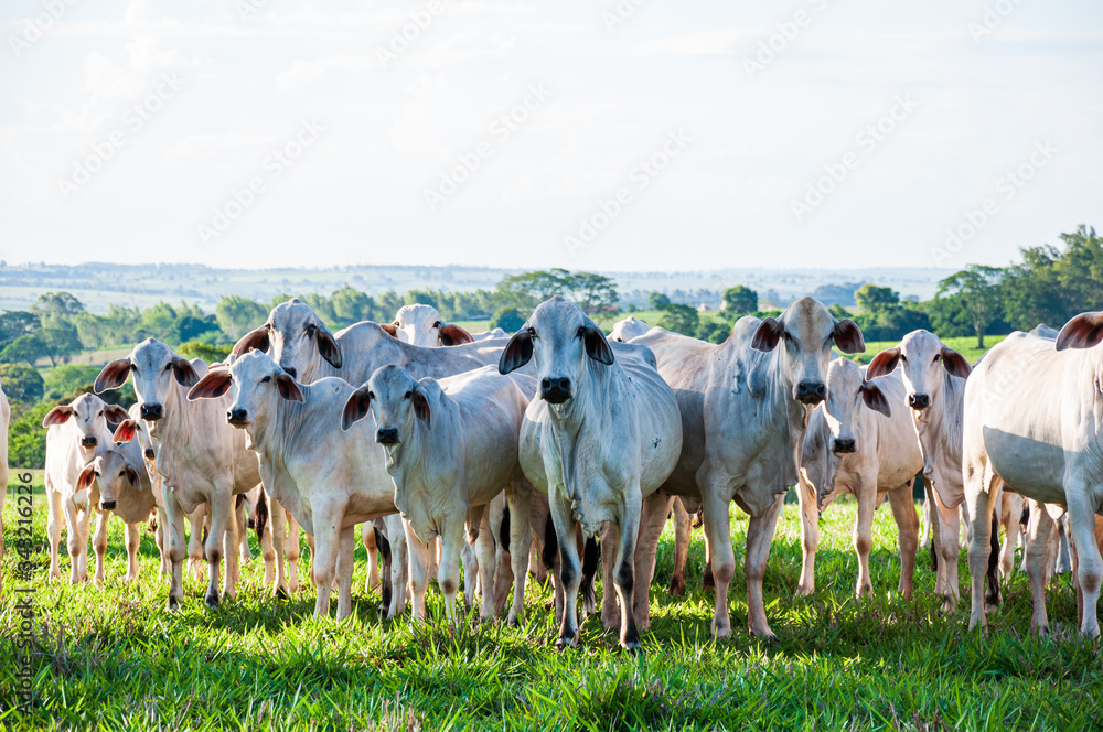 Herd of cattle in rural area