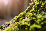 Moss in the forest close up, falling sunlight, selective focus. The concept of the day of the environment, spring, autumn.