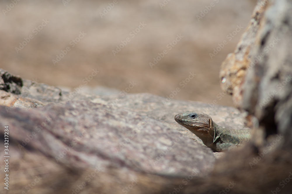 Gran Canaria giant lizard Gallotia stehlini. Male. Integral Natural Reserve of Inagua. Tejeda. Gran Canaria. Canary Islands. Spain. Gran Canaria giant lizard Gallotia stehlini. Male. Integral Natural Reserve of Inagua. Tejeda. Gran Canaria. Canary Islands. Spain.