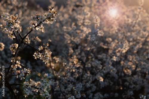 Beautiful background from flowering branches of bushes backlit by the warm sun at sunset. Spring full bloom. Delicate white little flowers on dark defocused backdrop with a copy space.