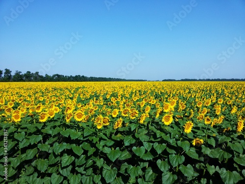 Yellow field of blooming sunflowers on a clear summer day.