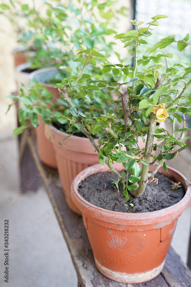 Rose stalks in pots on a wooden table. Rose stalks in pots on a wooden table.