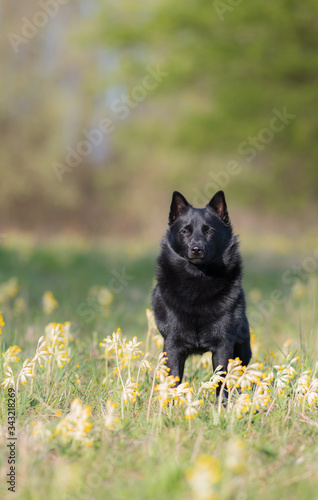 black dog schipperke in golden viva field © Ingela
