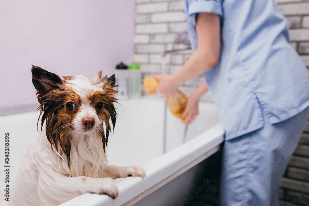 beautiful pet, dog spitz get shower in bath before grooming, hair cut in  salon by professional. animals, grooming, pets concept Stock Photo | Adobe  Stock