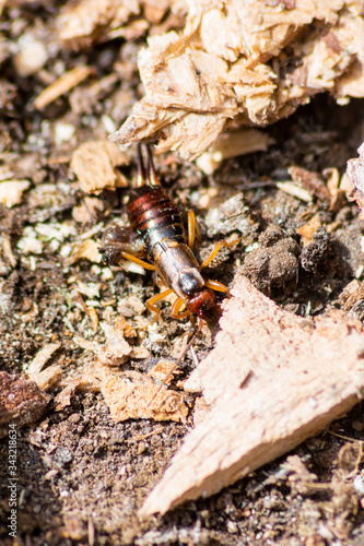 An earwig Forficula auricularia among wood chippings and waste from chipboard cutting