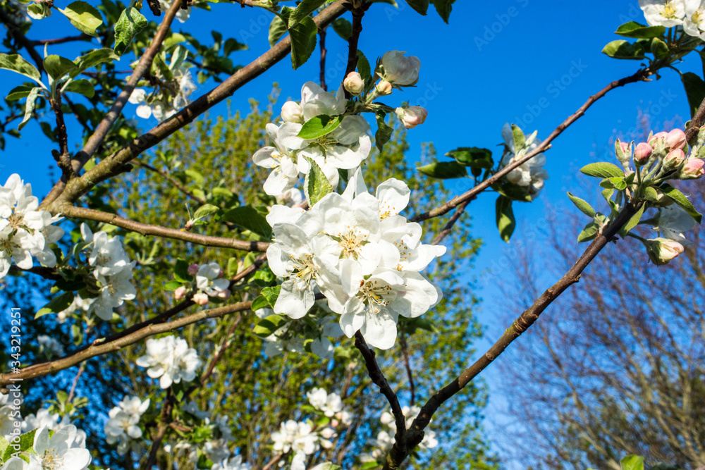 White apple blossom against a background of trees and blue sky