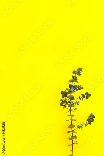 Beautiful green branches of dry eucalyptus on yellow paper background.