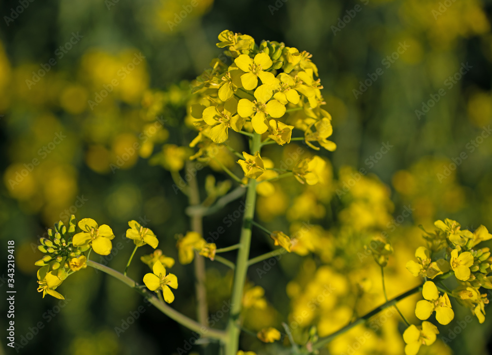 Blühender Raps, Brassica napus, im Frühling Blühender Raps, Brassica napus, im Frühling