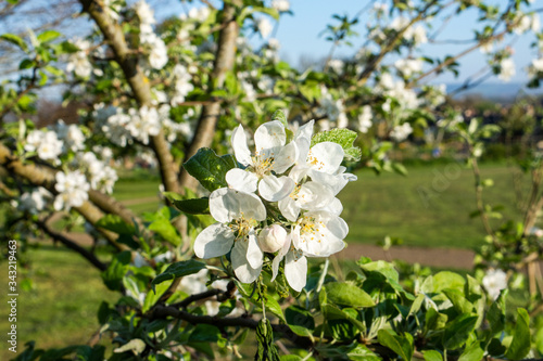 White apple blossom flowers with tree branches and grass in the background