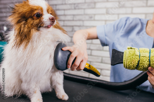 Photography drying and combing wool of dog in grooming salon, professional groomer carefully handle with spitz