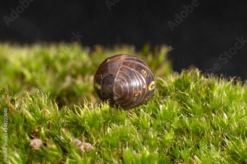 Roly Poly (pill bug) balled up for protection