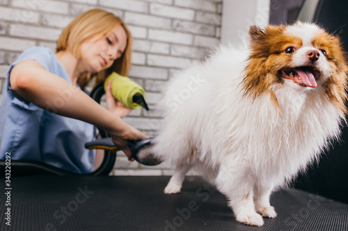 professional care of domestic animals in beauty salon. pet sit during wool drying. groomer carefully handle with dog before hair cutting