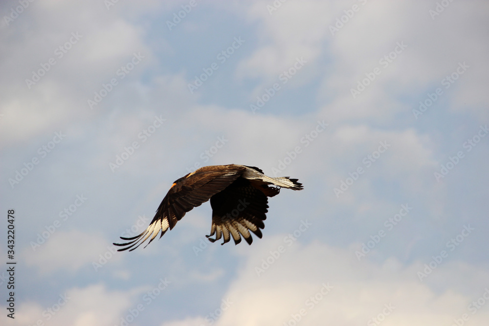 Fototapeta premium SW - CERRADO 51