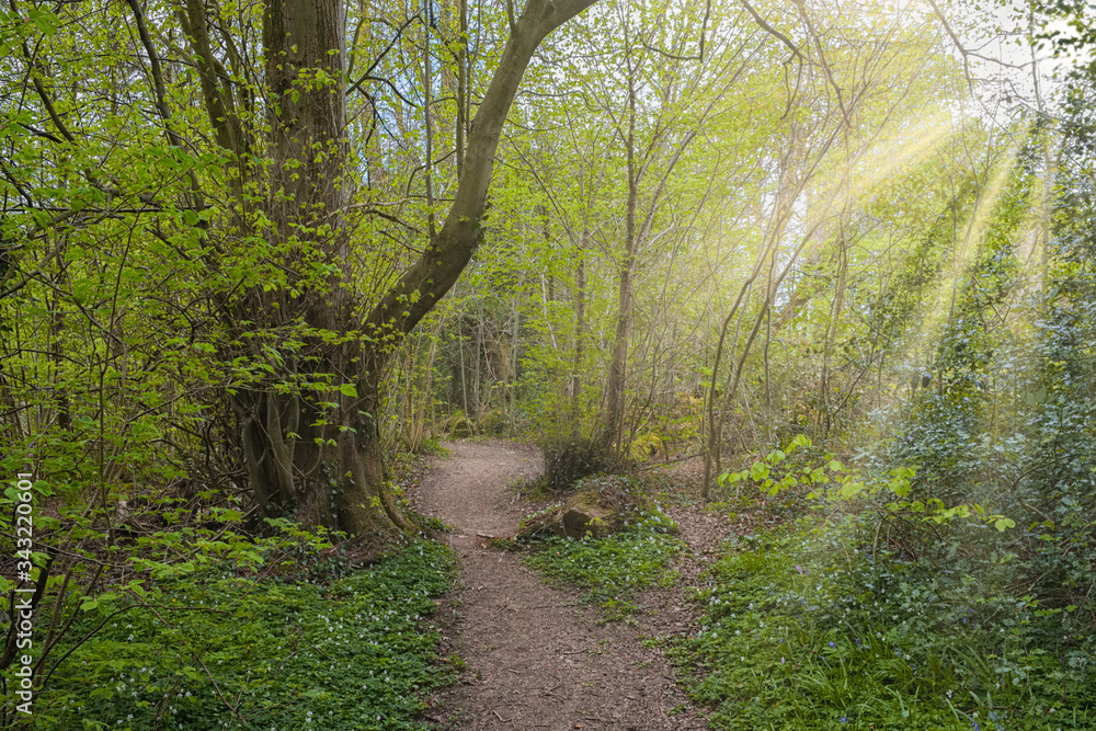 Perceton Woods By Irvine North Ayrshire Scotyland and the Suns Rays Shining Through the Trees