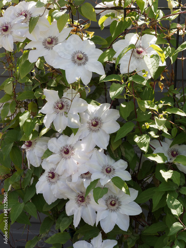 Clematis henryi | Clématite cultivar 'Henryi' ou clématites grimpantes à grandes fleurs blanches lumineuses, des étamines hérissées foncées, coeur chocolat, feuillage vert franc porté par des tiges photo