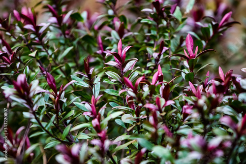 Wallpaper Mural Pink flowers in the garden Torontodigital.ca
