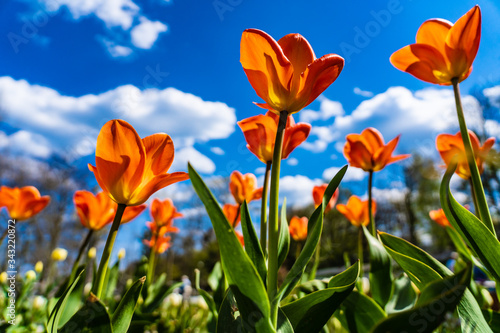 Beautiful tulips against blue sky 