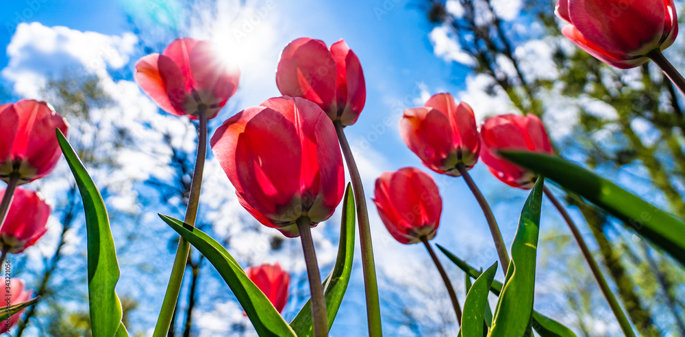 Fototapeta premium Beautiful tulips against blue sky