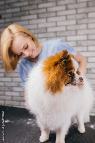 caucasian woman pet groomer enjoy her work with animals, she carefully handle with pets, female in love with domestic dogs, cats and other animals. hair cutting of spitz in salon