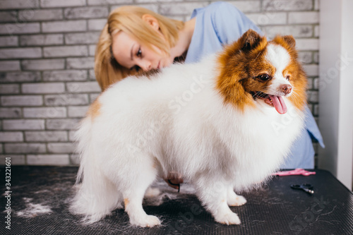 careful caucasian female groomer neatly handle with pet, domestic animal spitz. the dog with overgrown hair calmly go through cutting, grooming
