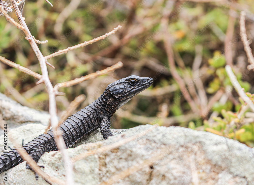 Fototapeta premium Lizard on the rock