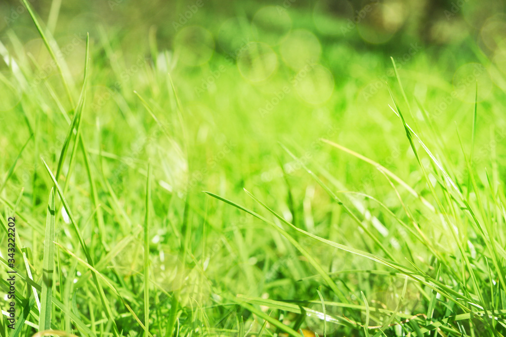 Fresh green grass. Nature background Fresh green grass. Nature background