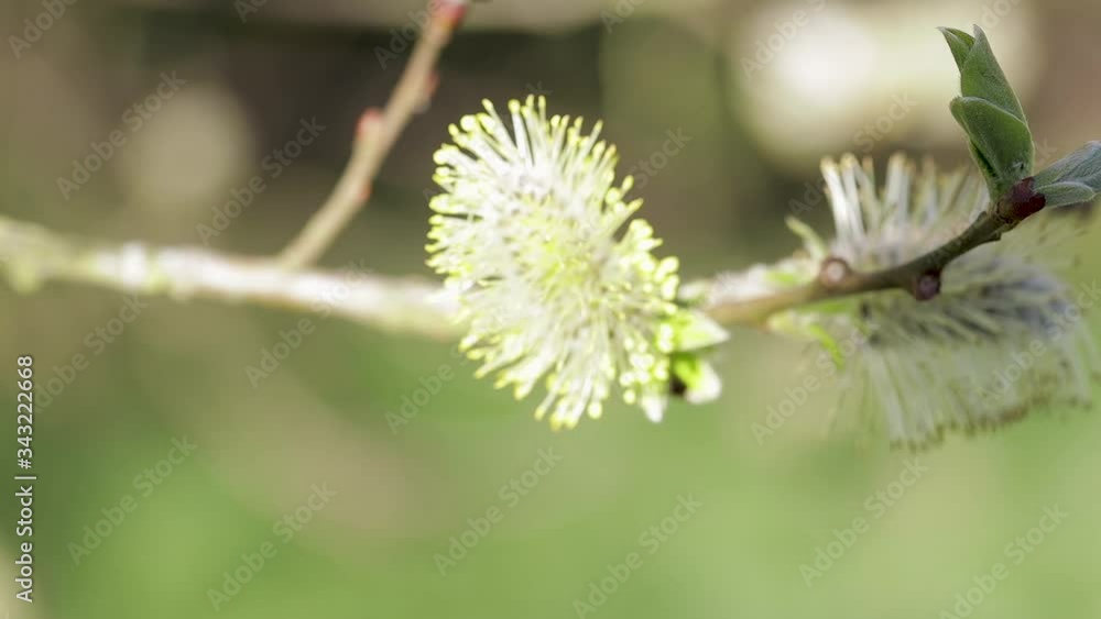 bee collecting pollen from spring willow flower bee collecting pollen from spring willow flower