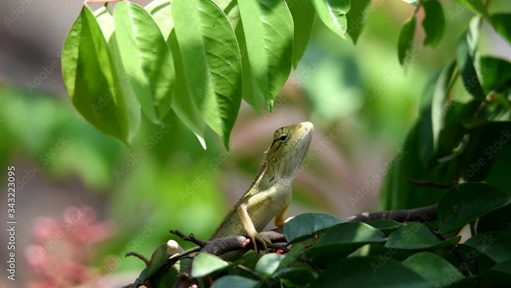 the chameleon is coarse and textured like a dark, four-legged snake scales with a long tail with the head shaped like a serrated perched on a branch of a starfruit tree leaf the chameleon is coarse and textured like a dark, four-legged snake scales with a long tail with the head shaped like a serrated perched on a branch of a starfruit tree leaf