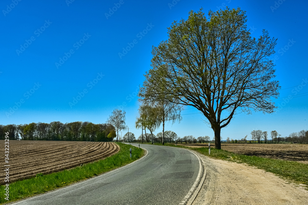 Fototapeta premium Landstrasse, Kurve, Baum, Frühling, zartes grün