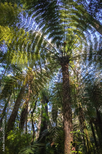 Tall ferns with large canopy in hypnotic radial pattern & blue sky background, New Zealand