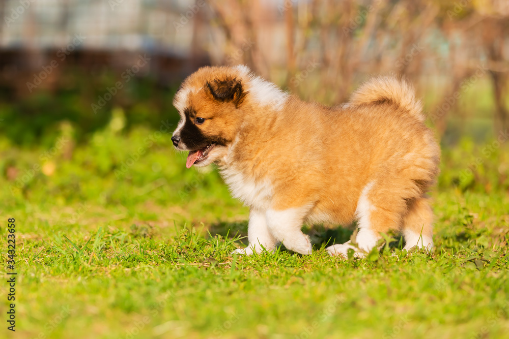 cute elo puppy walks on a lawn cute elo puppy walks on a lawn