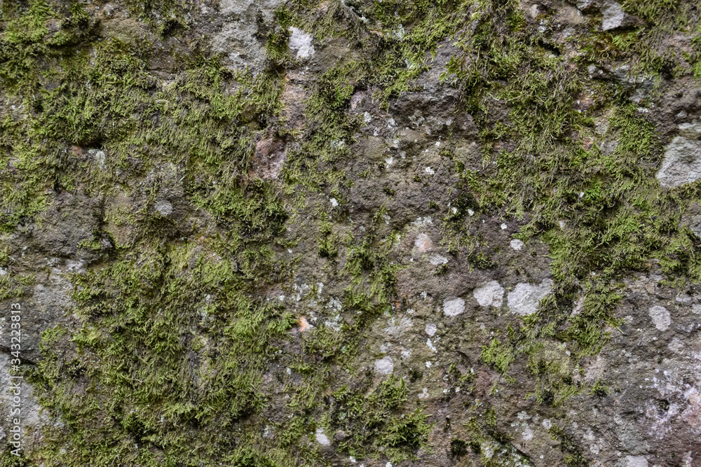 Green moss on the rock. stone overgrown with a bhomme