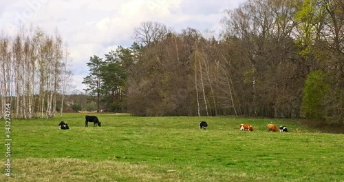 Cows grazing in a field during a spring day with beautiful colourful scenery 