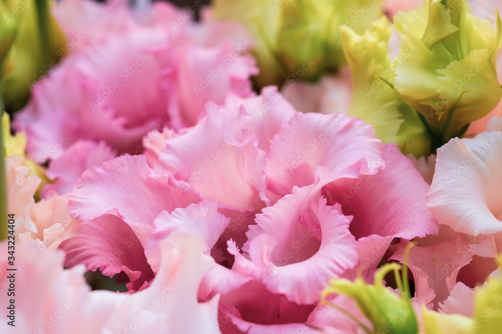 background of colored lisianthus close-up background of colored lisianthus close-up