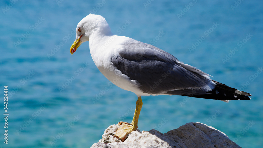 Obraz premium seagull on the beach