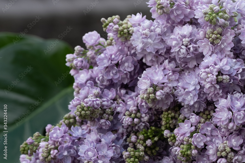 close-up of lilacs and blurred green leaves of monstera palnt in bacground