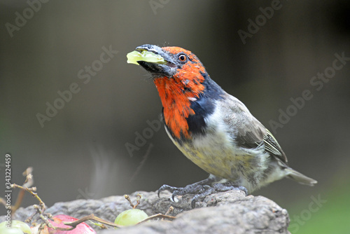 Black collared barbet perched on a bird feeder