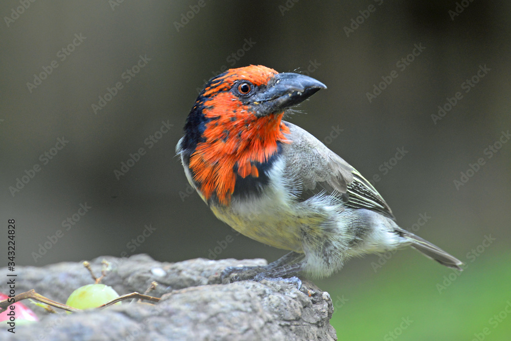 Black collared barbet perched on a bird feeder Black collared barbet perched on a bird feeder