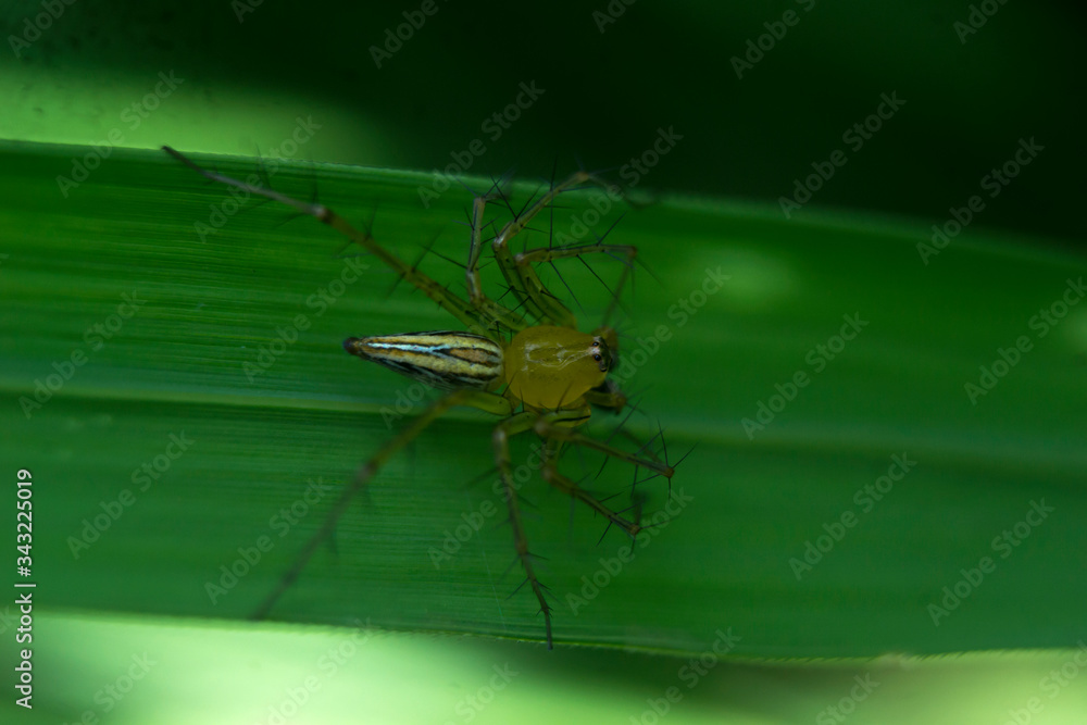 Naklejka premium rice pests